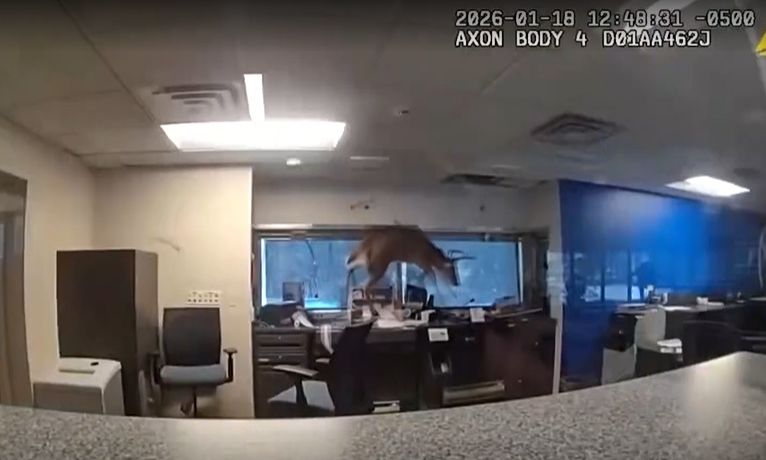 Νέα Υόρκη: H στιγμή που ελάφι «εισβάλει» σε τράπεζα μέσα από παράθυρο! – Δείτε βίντεο