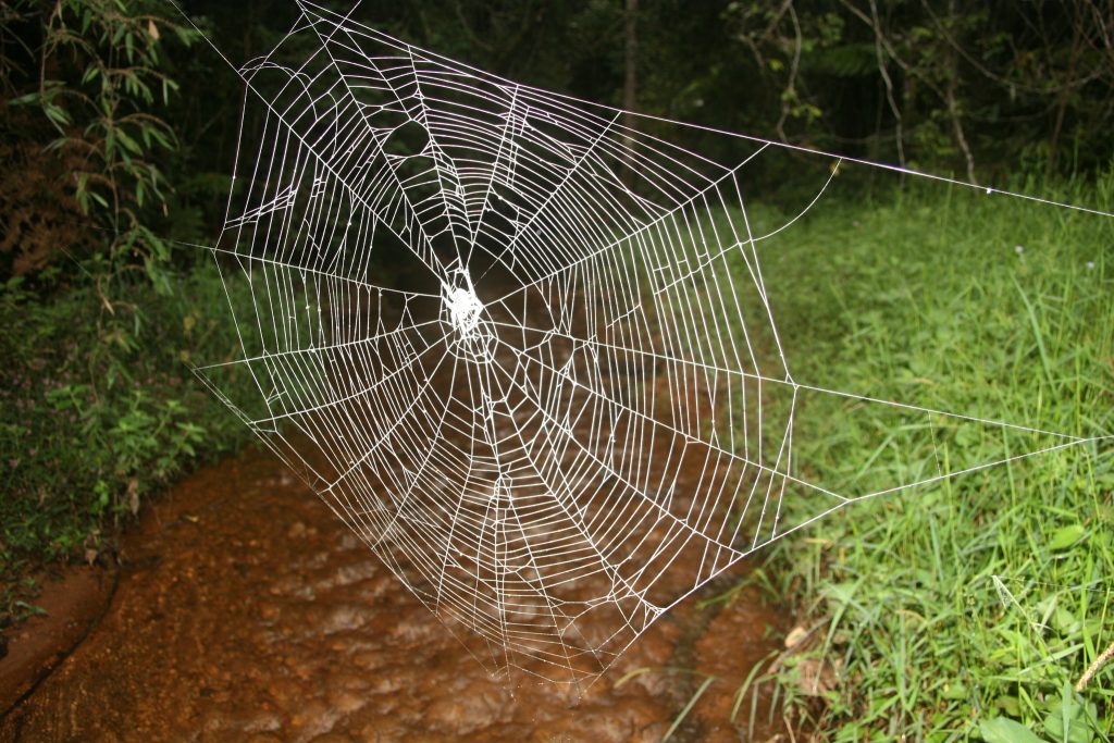 Darwin’s bark spider: Η αράχνη που φτιάχνει ιστούς 24 μέτρων με… «αλεξίσφαιρο» μετάξι (βίντεο)