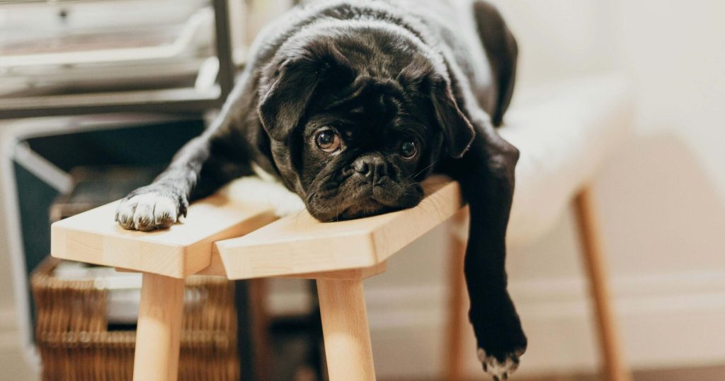 Βίντεο: Ιδιοκτήτες σκύλων σκηνοθετούν «κινδύνους» και περιμένουν να δουν αν τα κατοικίδια τους θα τους σώσουν