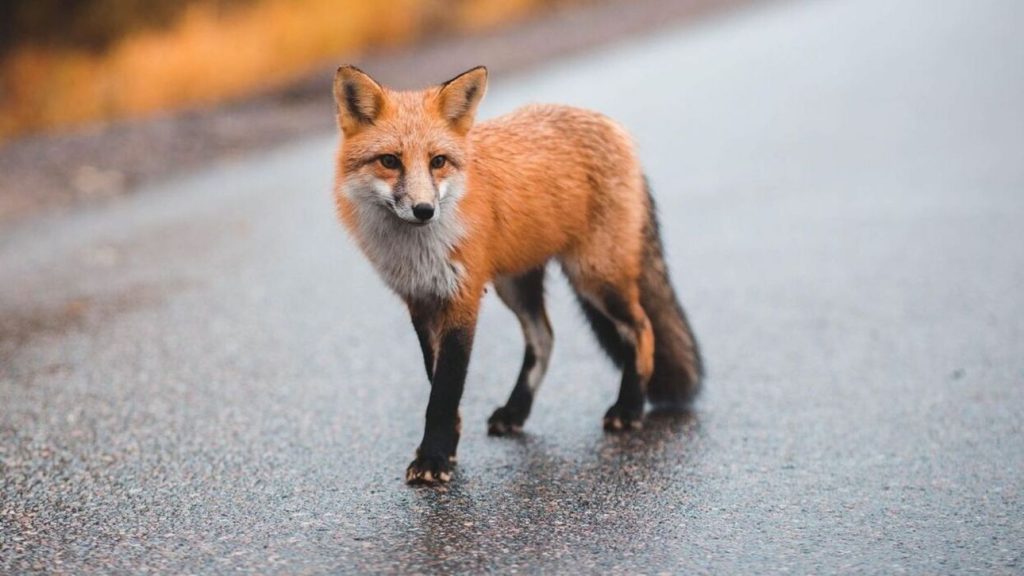 Αλεπούδες «κόβουν βόλτες» σε δρόμους της Χαλκίδας (βίντεο)