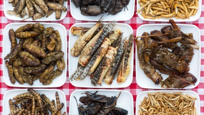 Καναδή αναλύτρια: «H ΕΕ προτιμά να τρώει έντομα παρά να είναι ρεαλίστρια σχετικά με τα ενεργειακά της προβλήματα»