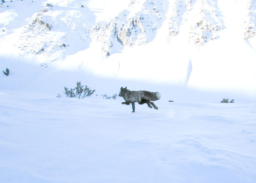 Εξαιρετικά σπάνια κόκκινη αλεπού πιάστηκε από επιστήμονες στην οροσειρά της Σιέρα Νεβάδα: Yπάρχουν μόνο 50! (φωτο)