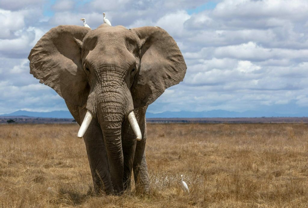 Νέα μελέτη ανατρέπει όσα γνωρίζαμε για τους ελέφαντες: Αυτό είναι το μυστικό της επιδεξιότητάς τους