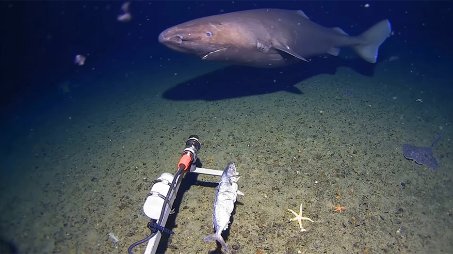 Βίντεο: Για πρώτη φορά καταγράφηκε σπάνιος καρχαρίας στα παγωμένα νερά της Ανταρκτικής