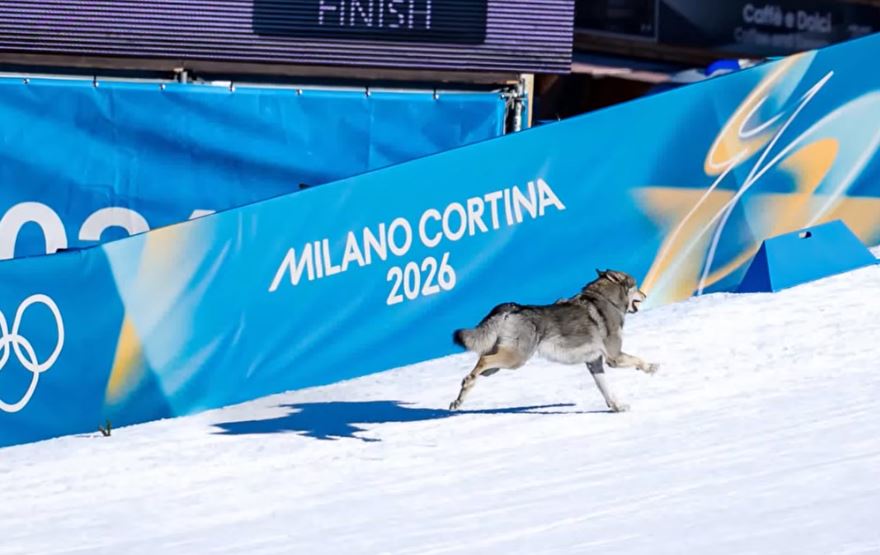 «Έκλεψε» τις εντυπώσεις: Τσεχοσλοβάκικο λυκόσκυλο εισέβαλε σε πίστα σκι στους Χειμερινούς Ολυμπιακούς (βίντεο)