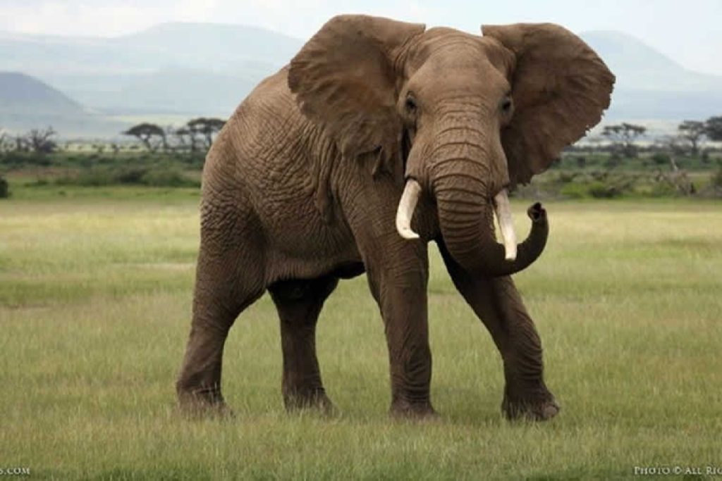 Βίντεο: «Έξαλλος» ελέφαντας που τον διέκοψαν κατά το ζευγάρωμα επιτέθηκε στον ιδιοκτήτη του και διέλυσε οχήματα