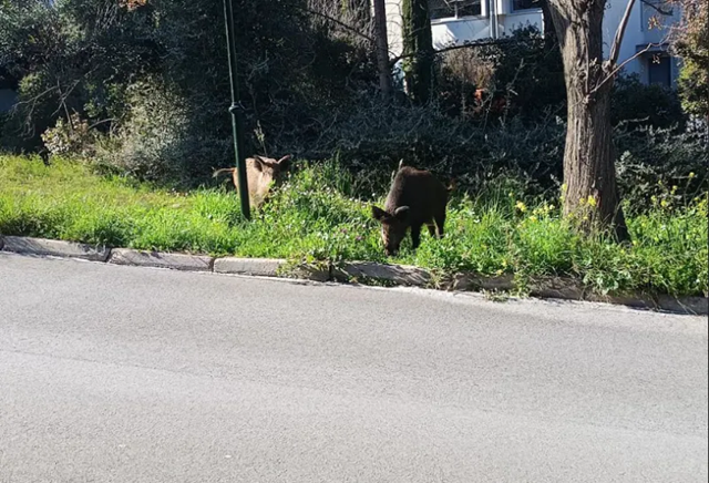 Αγριογούρουνα «κόβουν βόλτες» στην Εκάλη (φώτο)