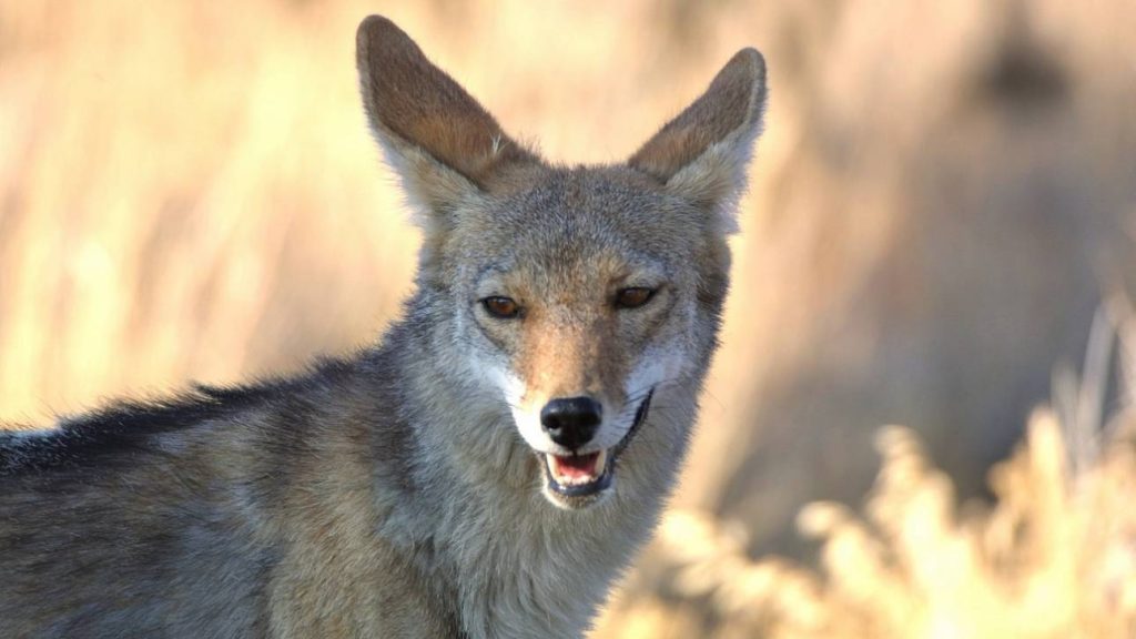 ΗΠΑ: H στιγμή που κογιότ κυνηγά τρίχρονο παιδί μέσα στην αυλή του σπιτιού του! – Δείτε βίντεο