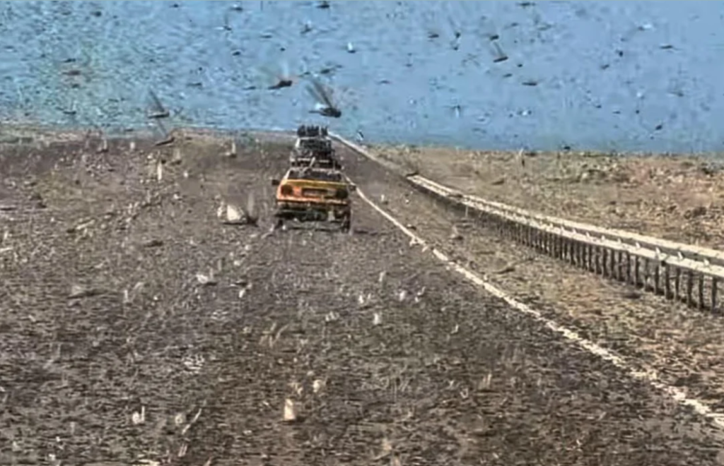 Εικόνες που κόβουν την ανάσα: Η έρημος Σαχάρα «πλημμύρισε» από χιλιάδες ακρίδες! – Δείτε το εντυπωσιακό βίντεο