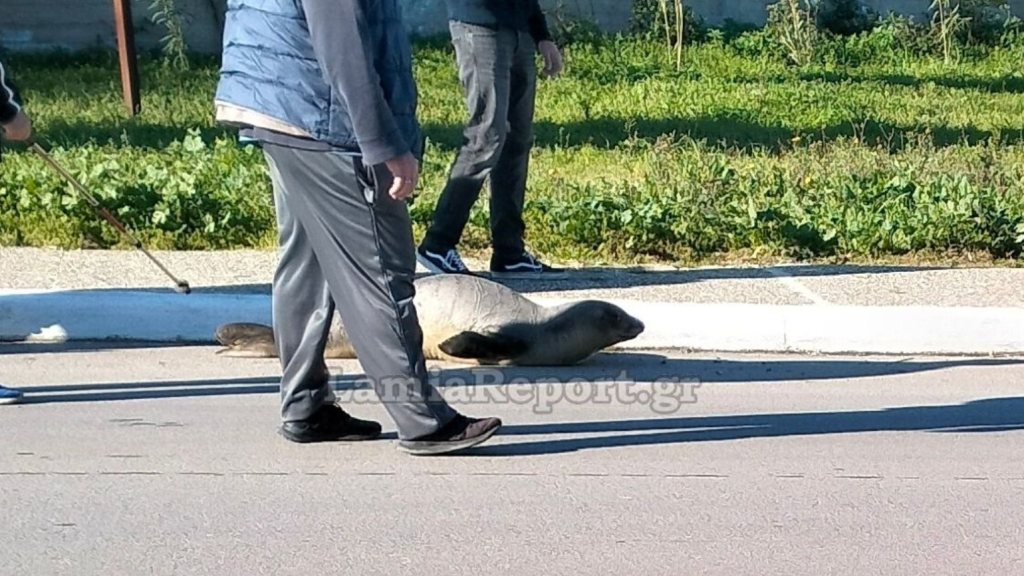 Φώκια έκανε ανενόχλητη την βόλτα της στην Αρκίτσα Φωκίδας – Δείτε βίντεο