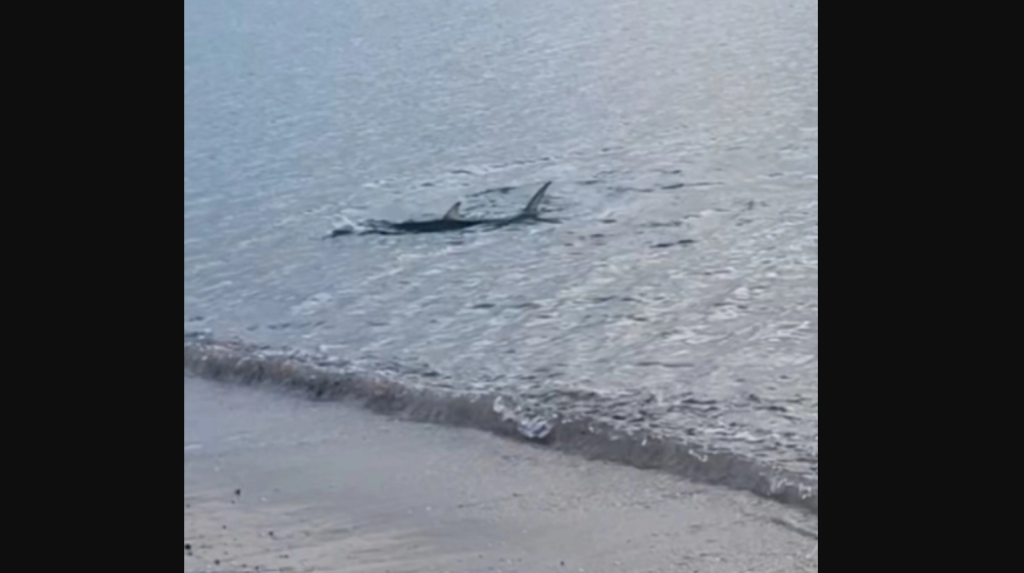 Καρχαριοειδές εμφανίστηκε σε παραλία στο Καβούρι: Δείτε την στιγμή που κυνηγά μικρά ψάρια για να τραφεί (βίντεο)
