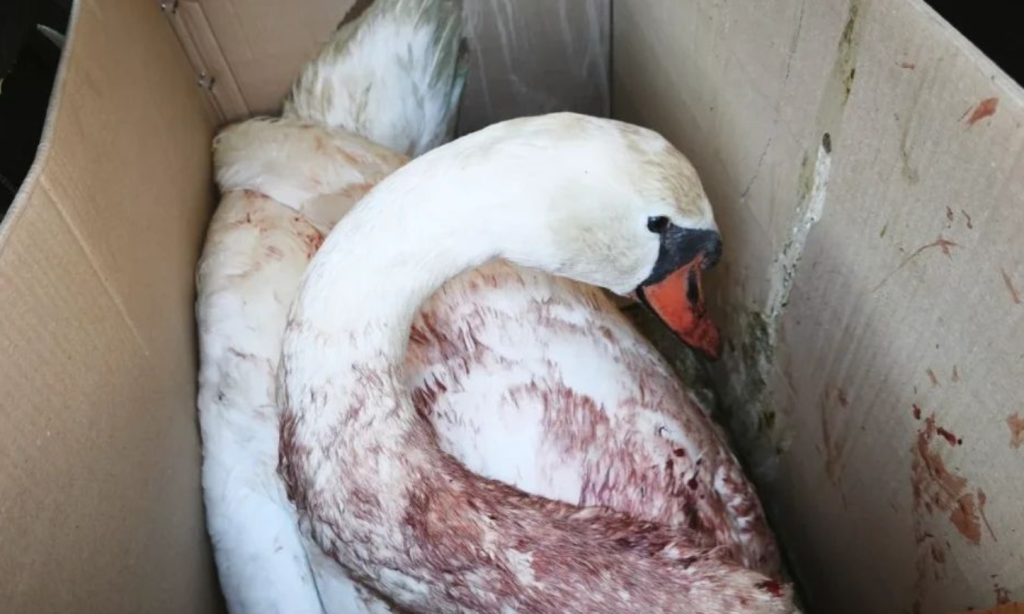 Ασυνείδητοι πυροβόλησαν κύκνο στον Αμβρακικό: Το πτηνό μεταφέρθηκε αιμόφυρτο με ειδικό κιβώτιο (βίντεο)