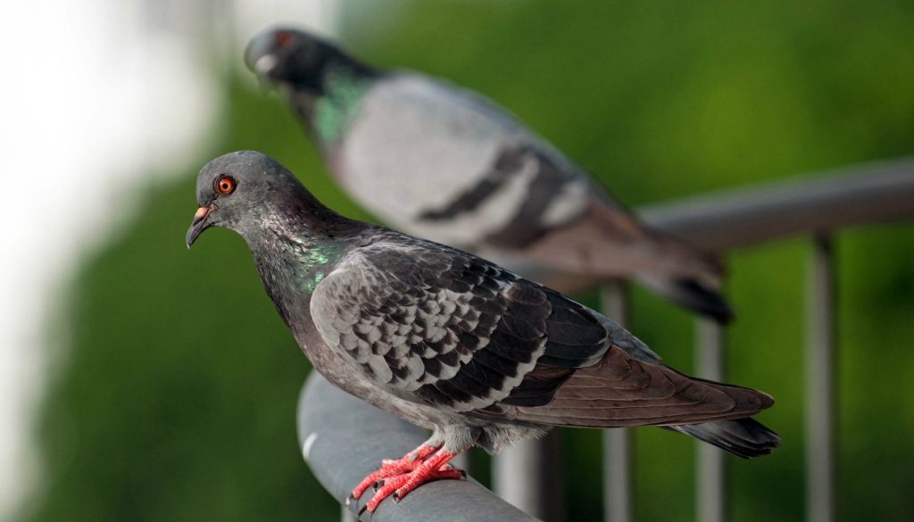 Γιατί σχεδόν κανείς δεν έχει δει ποτέ μωρό περιστέρι: Τι ισχύει πραγματικά