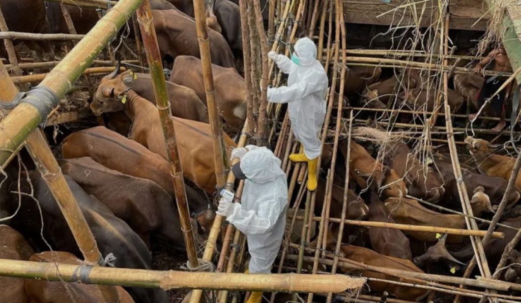 Λέσβος: Kηρύχθηκε σε κατάσταση έκτακτης ανάγκης λόγω της εμφάνισης του αφθώδη πυρετού