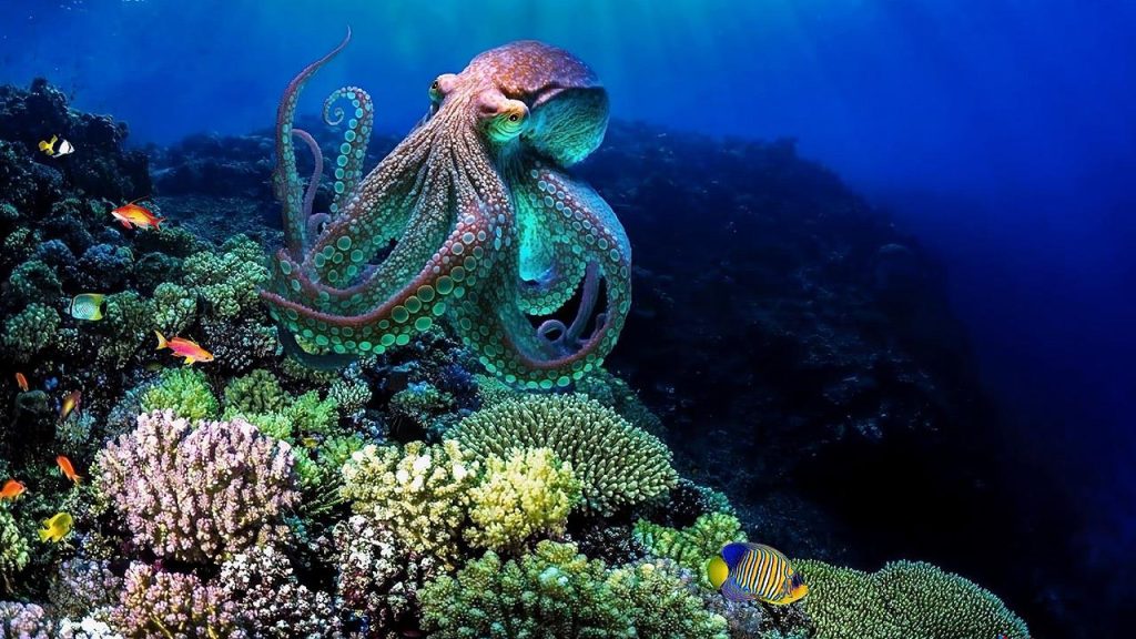 Μαζική μετανάστευση των χταποδιών προς τη θάλασσα της Μάγχης – Για ασυνήθιστο φαινόμενο μιλούν οι ειδικοί