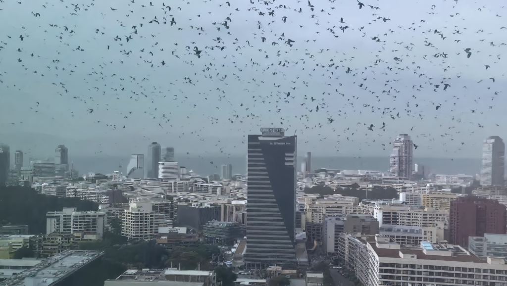 Σκηνές «Αποκάλυψης» στο Τελ Αβίβ: Χιλιάδες κοράκια «σκέπασαν» τον ουρανό!