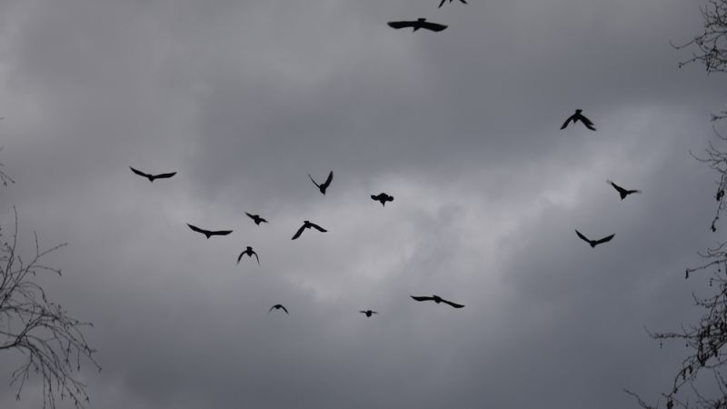 Βίντεο: Χιλιάδες κοράκια πετούν πάνω από το Τελ Αβίβ – Προάγγελος κακού;
