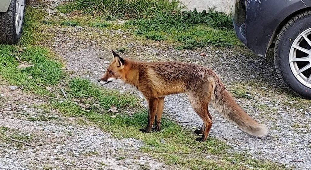 Aλεπού εθεάθη να κάνει βόλτες ανενόχλητη στη Θέρμη