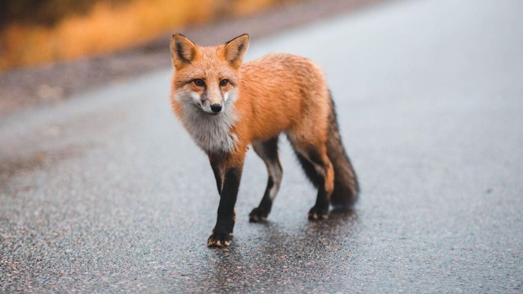 Βίντεο: Αλεπού «κόβει βόλτες» στη Νέα Ερυθραία… σαν να μην την απασχολεί τίποτα γύρω της!