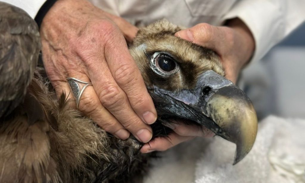 Μαυρόγυπας «Ιωάννα»: Κέρδισε τη μάχη με το δηλητήριο – Πέταξε ξανά πάνω από το πάρκο Δαδιάς