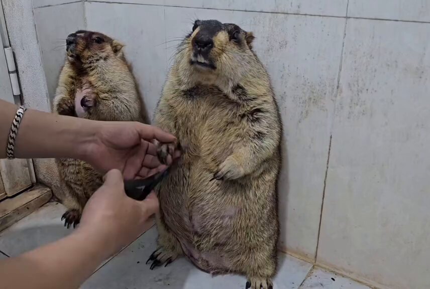 Βίντεο: Μαρμότες που τους κόβουν τα νύχια νιώθουν σα να πηγαίνουν για… εκτέλεση!