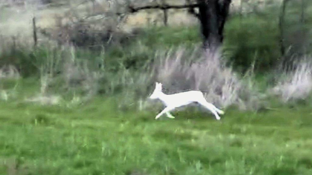 Ημαθία: Σπάνια αλμπίνο ζαρκάδια καταγράφηκαν από αγρότη – Δείτε βίντεο