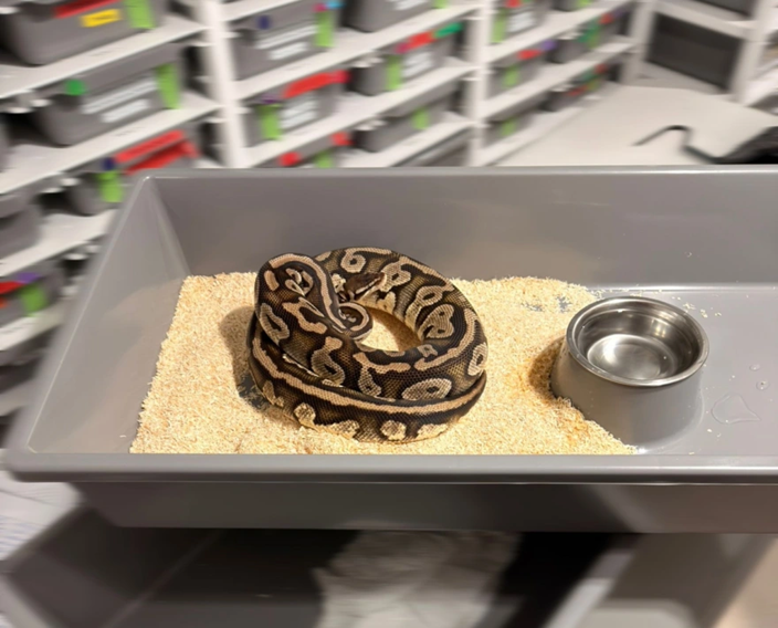 Πολωνία: Εντοπίστηκαν 148 βασιλικοί πύθωνες μέσα σε διαμέρισμα (φώτο)