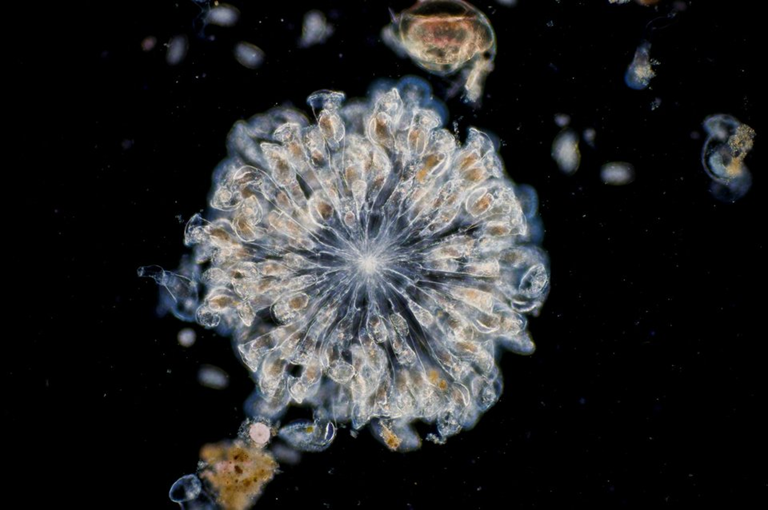 Μικροοργανισμός που ήταν παγωμένος για 24.000 χρόνια στη Σιβηρία «ξύπνησε» και άρχισε να αναπαράγεται