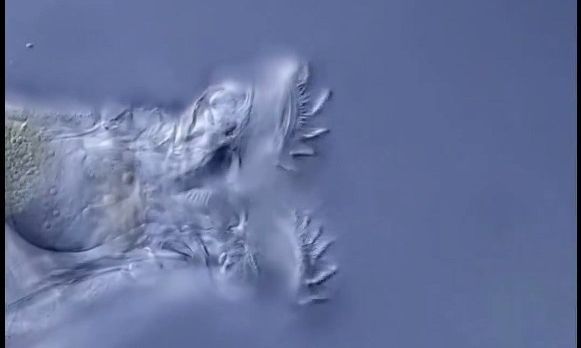 Επιστήμονες «ανέστησαν» μικροσκοπικό οργανισμό ηλικίας 24.000 ετών που βρέθηκε στους πάγους της Σιβηρίας