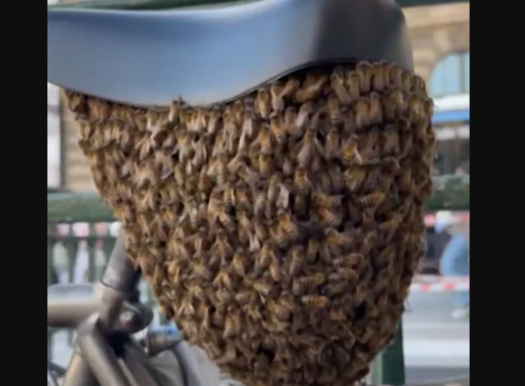 Δείτε βίντεο: 10.000 μέλισσες δημιούργησαν κυψέλη κάτω από σέλα ποδηλάτου στο Παρίσι
