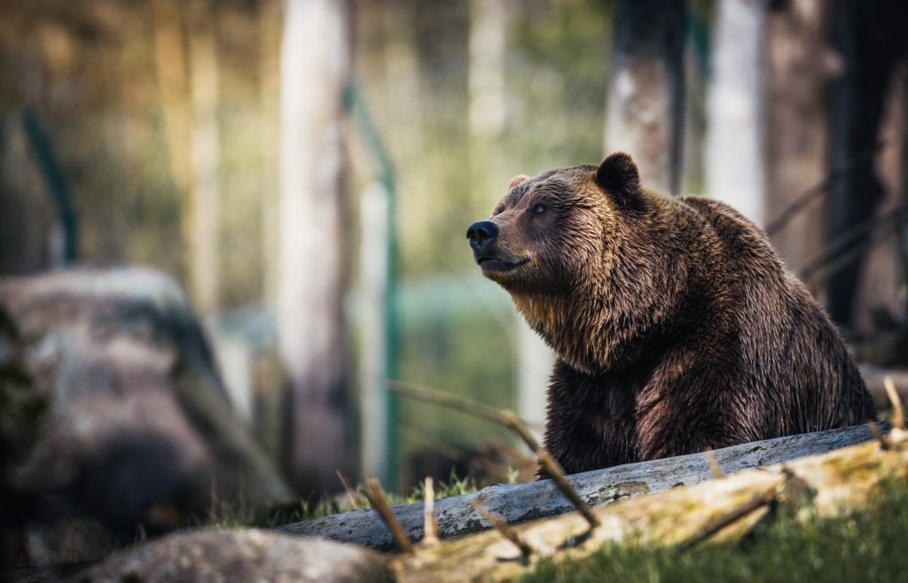 Τρόμος για τουρίστριες στο Εθνικό Πάρκο Yellowstone: Παραλίγο να γίνουν βορά στις ορέξεις αρκούδας