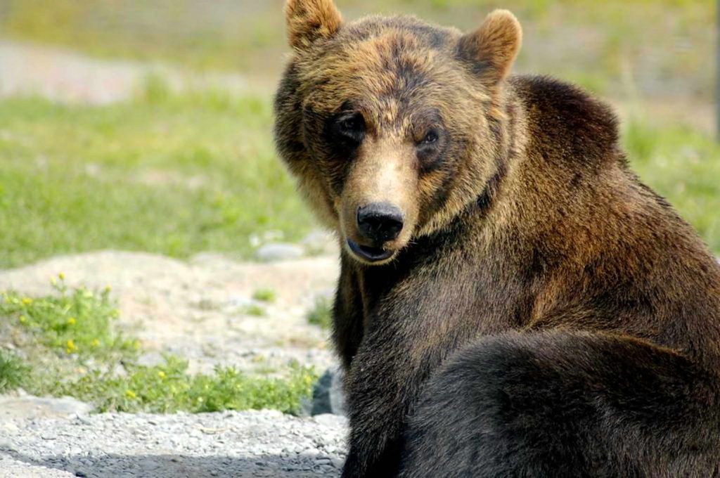 ΗΠΑ: Η στιγμή που γιγάντια αρκούδα προσπαθεί να «εισβάλει» σε κατάστημα για να κλέψει… ρολά κανέλας (βίντεο)