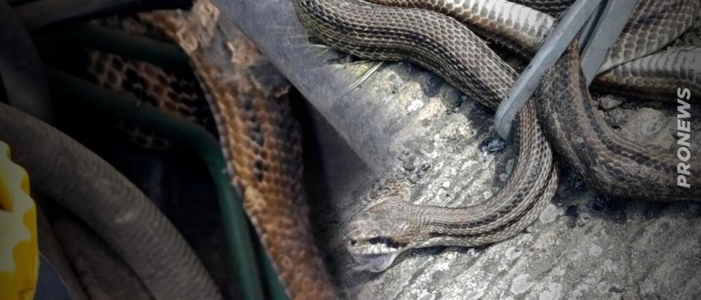 Παραλίγο τραγωδία στη Ναύπακτο: Τεράστιο φίδι μπλόκαρε τιμόνι αυτοκίνητου που βρισκόταν εν κινήσει (φώτο)